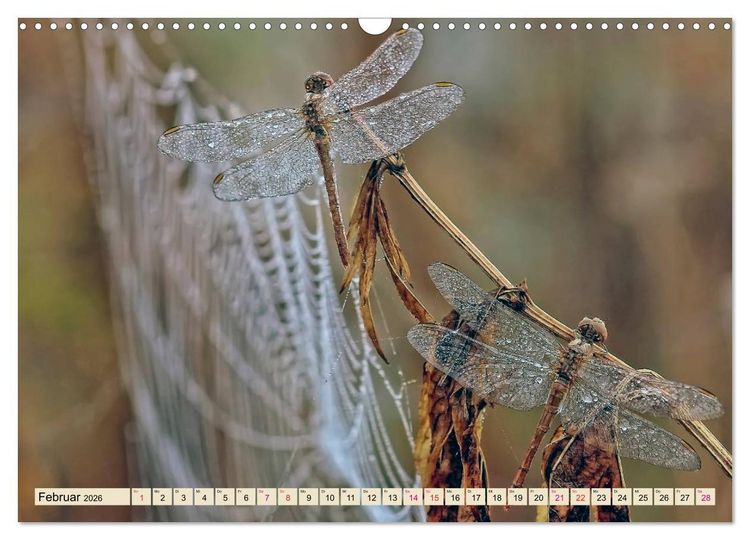Produktbild: Spinnennetze - Wunder der Natur (Wandkalender 2026 DIN A3 quer), CALVENDO Monatskalender