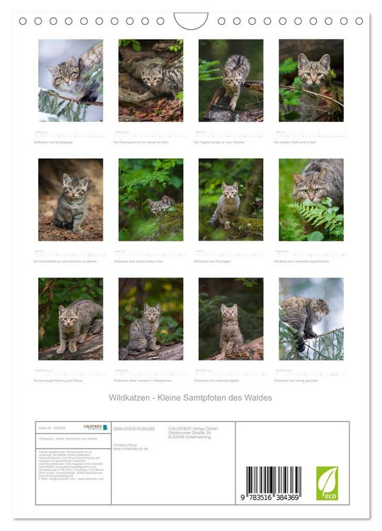 Produktbild: Wildkatzen - Kleine Samtpfoten des Waldes (Wandkalender 2026 DIN A4 hoch), CALVENDO Monatskalender