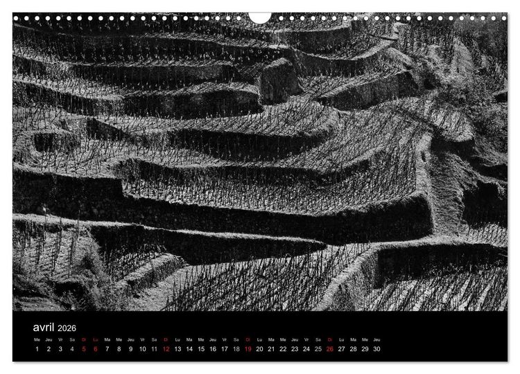 Produktbild: VIGNES DU SUD terroirs d'AOC (Calendrier mural 2026 DIN A3 vertical), CALVENDO calendrier mensuel
