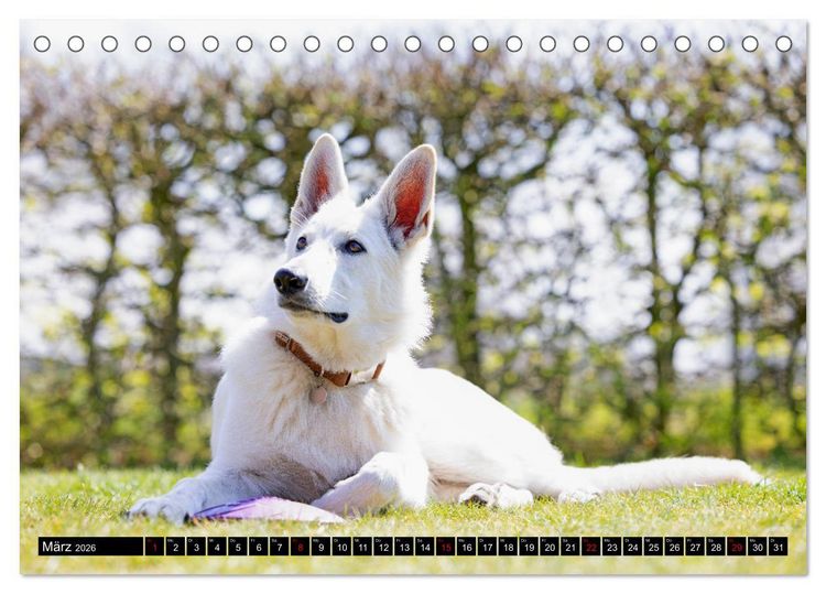 Produktbild: Berger Blanc Suisse - Weggef&auml;hrten auf 4 Pfoten (Tischkalender 2026 DIN A5 quer), CALVENDO Monatskalender