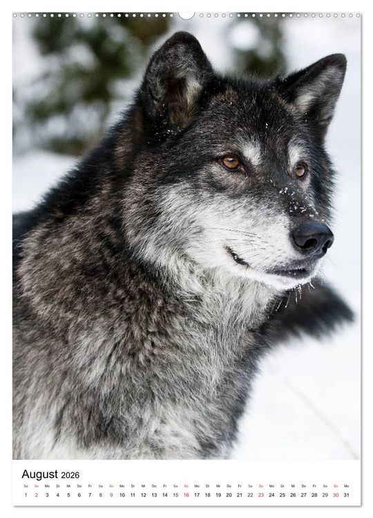 Produktbild: Wolf-Gesichter (Wandkalender 2026 DIN A2 hoch), CALVENDO Monatskalender