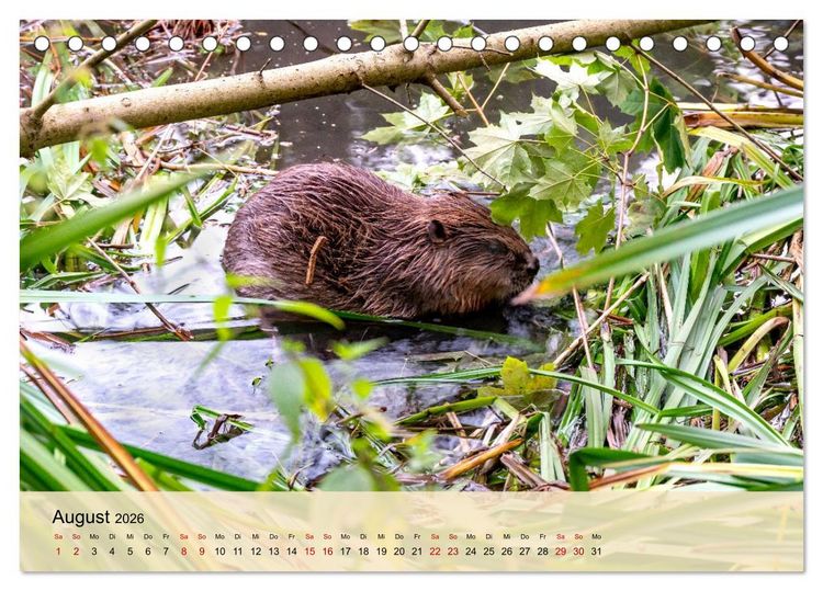 Produktbild: Wildes Stadtleben in M&uuml;nchen (Tischkalender 2026 DIN A5 quer), CALVENDO Monatskalender