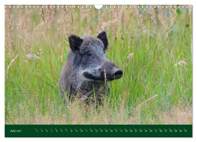 Produktbild: Wild Boars (Wall Calendar 2027 DIN A3 landscape), CALVENDO 12 Month Wall Calendar