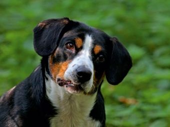 Produktbild: CALVENDO Puzzle Entlebucher Sennenhund Emma 1000 Teile Puzzle quer | 1000 Teile Lege-Gr&ouml;&szlig;e 64 &times; 48 cm Foto-Puzzle f&uuml;r gl&uuml;ckliche Stunden