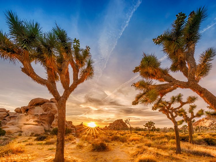 Produktbild: CALVENDO Puzzle Herrlicher Sonnenuntergang im Joshua Tree National Park 1000 Teile Lege-Gr&ouml;&szlig;e 64 x 48 cm Foto-Puzzle Bild von Melanie Viola
