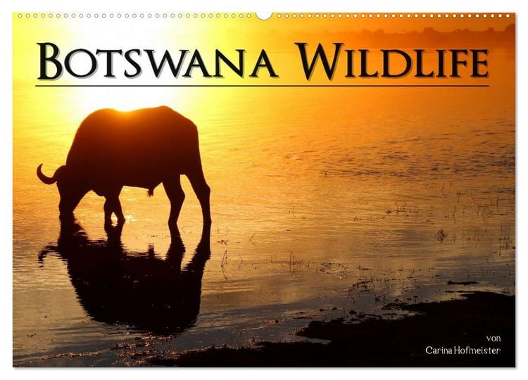 Produktbild: Botswana Wildlife (Wandkalender 2026 DIN A2 quer), CALVENDO Monatskalender