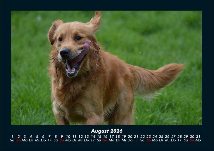 Produktbild: Hunde 2026 Fotokalender DIN A4