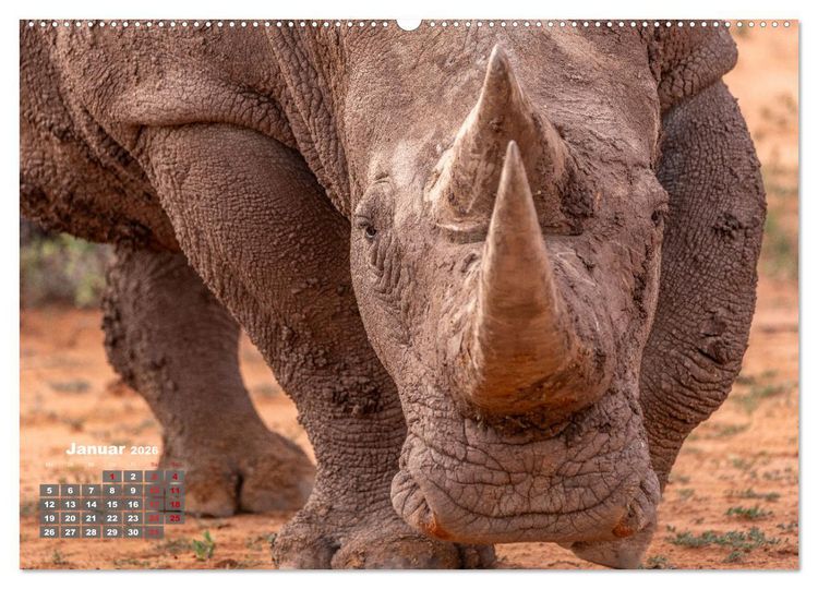 Produktbild: Action in der Savanne (Wandkalender 2026 DIN A2 quer), CALVENDO Monatskalender