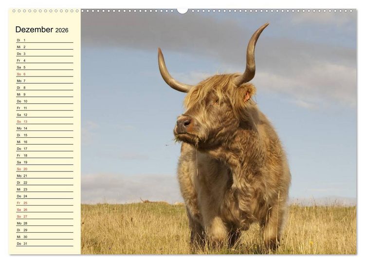 Produktbild: Gl&uuml;ckliche K&uuml;he auf saftigen Wiesen (Wandkalender 2026 DIN A2 quer), CALVENDO Monatskalender