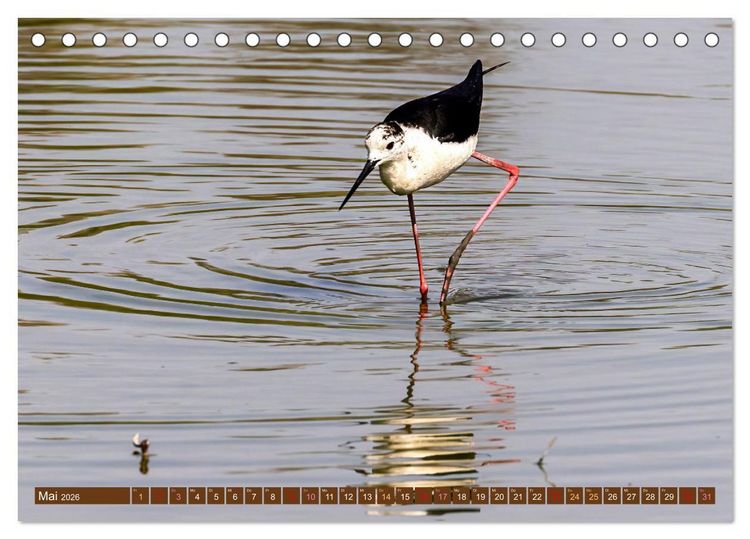 Produktbild: Die Vogelwelt der Camargue (Tischkalender 2026 DIN A5 quer), CALVENDO Monatskalender