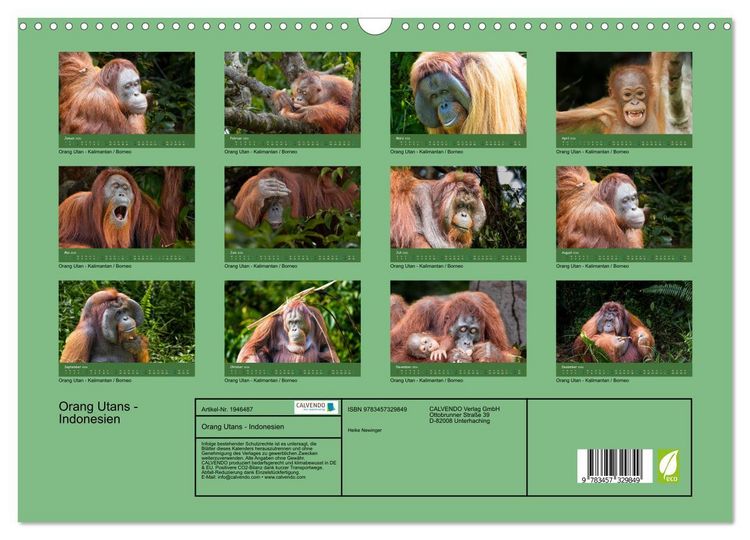 Produktbild: Orang Utans - Indonesien (Wandkalender 2026 DIN A3 quer), CALVENDO Monatskalender