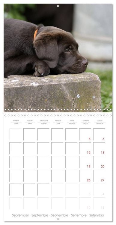 Produktbild: Labrador Retriever Puppies (Wall Calendar 2026 12 &times; 12 Inch) CALVENDO 12 Month Wall Calendar