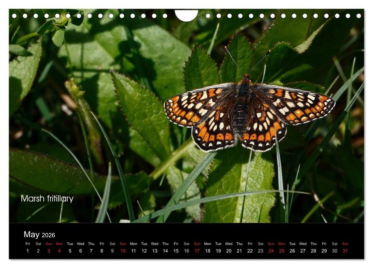 Produktbild: Beautiful British Butterflies (Wall Calendar 2026 DIN A4 landscape), CALVENDO 12 Month Wall Calendar