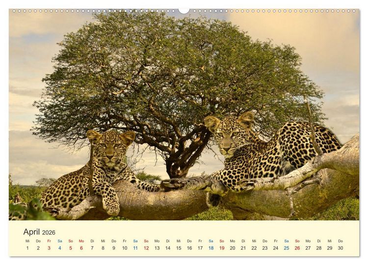 Produktbild: Safari in Kenia (Wandkalender 2026 DIN A2 quer), CALVENDO Monatskalender