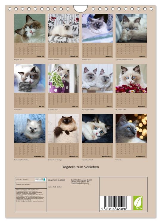 Produktbild: Ragdolls zum Verlieben (Wandkalender 2026 DIN A4 hoch), CALVENDO Monatskalender
