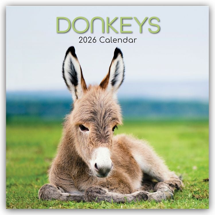 Produktbild: Donkeys – Esel 2026 – 16-Monatskalender