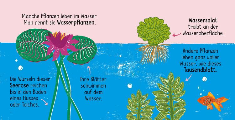Produktbild: 50 W&ouml;rter &uuml;ber die Natur - Pflanzen