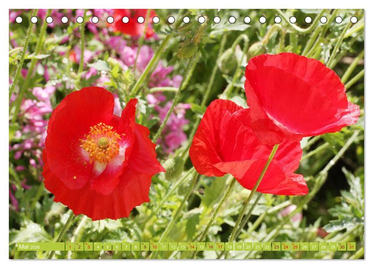 Produktbild: Liebenswerte Bl&uuml;ten (Tischkalender 2026 DIN A5 quer), CALVENDO Monatskalender