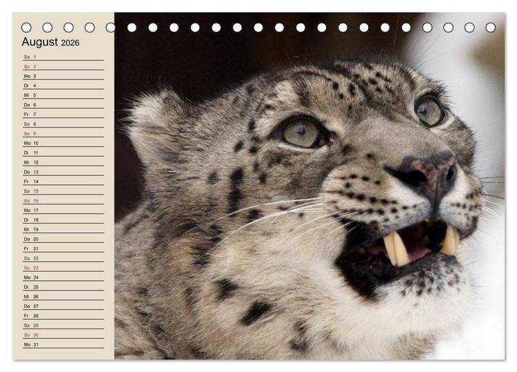 Produktbild: Schneeleoparden. Geschmeidige Gebirgsj&auml;ger (Tischkalender 2026 DIN A5 quer), CALVENDO Monatskalender