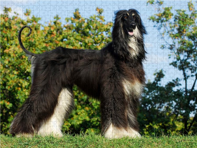 Produktbild: CALVENDO Puzzle Afghanischer Windhund in black and tan 1000 Teile Lege-Gr&ouml;&szlig;e 64 x 48 cm Foto-Puzzle Bild von Sigrid Starick