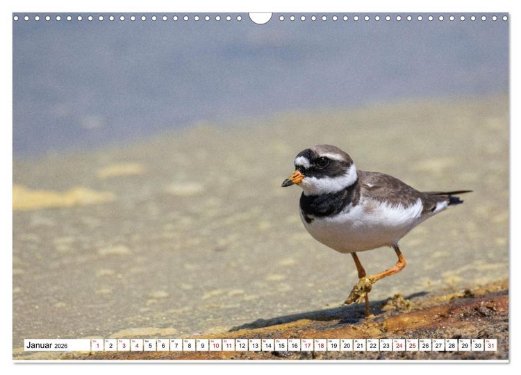 Produktbild: Vogelparadies Volvi-See (Wandkalender 2026 DIN A3 quer), CALVENDO Monatskalender