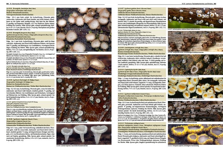 Produktbild: Pilze Mitteleuropas