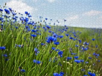 Produktbild: CALVENDO Puzzle Kornblumen - Faszination in Blau | 1000 Teile Lege-Gr&ouml;&szlig;e 64x48cm Foto-Puzzle f&uuml;r gl&uuml;ckliche Stunden