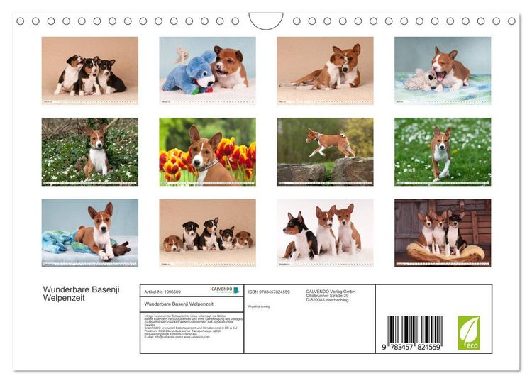 Produktbild: Wunderbare Basenji Welpenzeit (Wandkalender 2026 DIN A4 quer), CALVENDO Monatskalender