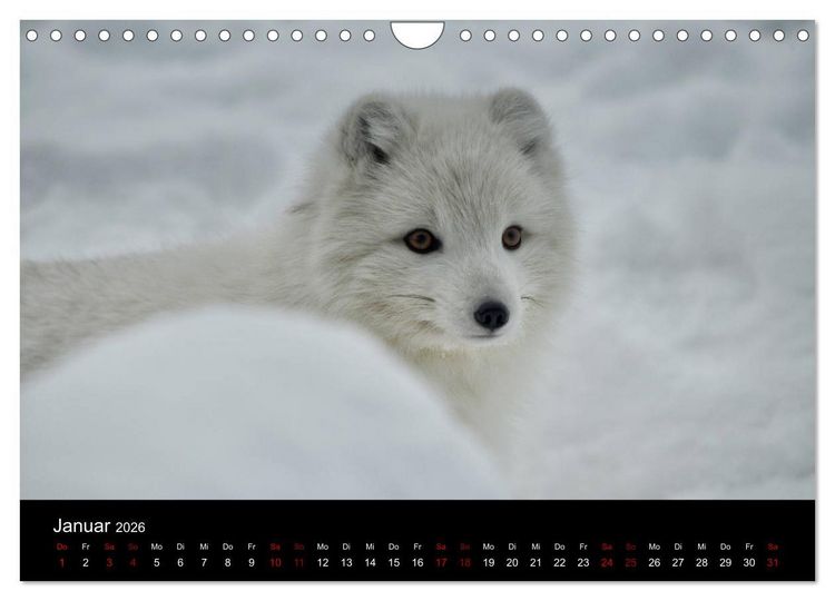 Produktbild: Polarfuchsstudien Wildlife (Wandkalender 2026 DIN A4 quer), CALVENDO Monatskalender
