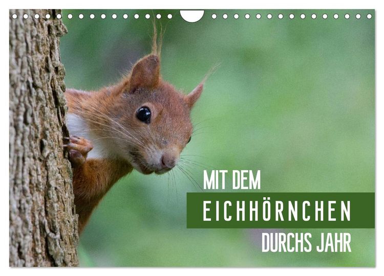 Produktbild: Mit dem Eichh&ouml;rnchen durchs Jahr (Wandkalender 2026 DIN A4 quer), CALVENDO Monatskalender