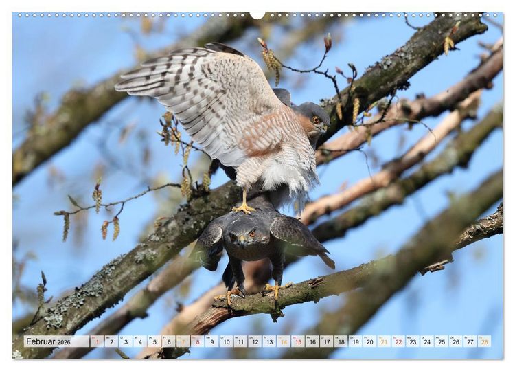 Produktbild: Spitze Krallen und scharfer Blick - Verhalten Sperber (Wandkalender 2026 DIN A2 quer), CALVENDO Monatskalender