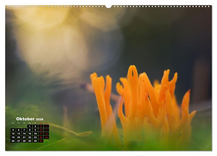Produktbild: Pilzmagie (hochwertiger Premium Wandkalender 2026 DIN A2 quer), Kunstdruck in Hochglanz