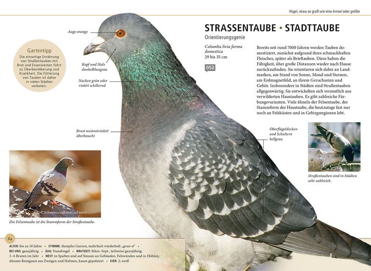 Produktbild: Gartenv&ouml;gel lebensgro&szlig;