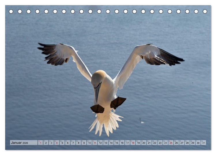 Produktbild: Sch&ouml;ne Insel Helgoland (Tischkalender 2026 DIN A5 quer), CALVENDO Monatskalender