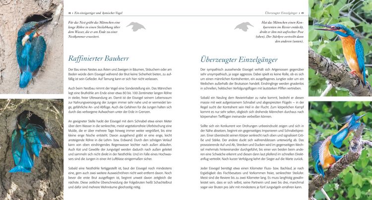 Produktbild: Eisvogel ganz nah