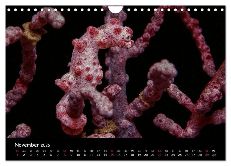 Produktbild: Die Welt unter Wasser (Wandkalender 2026 DIN A4 quer), CALVENDO Monatskalender