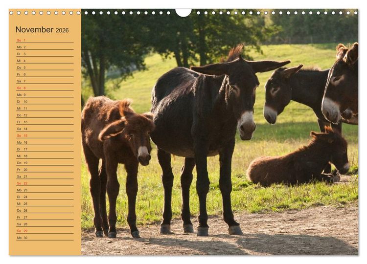 Produktbild: Gro&szlig;esel an der Loreley (Wandkalender 2026 DIN A3 quer), CALVENDO Monatskalender