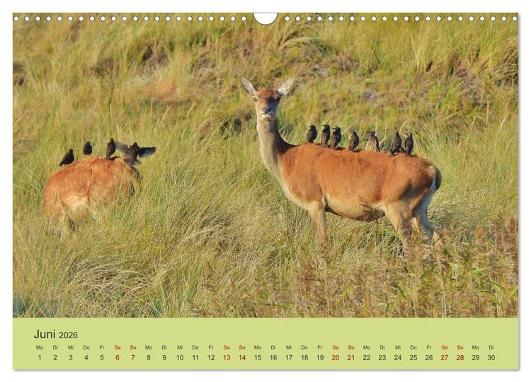 Produktbild: K&uuml;sten Hirsche - Rotwild auf dem Dar&szlig; (Wandkalender 2026 DIN A3 quer), CALVENDO Monatskalender