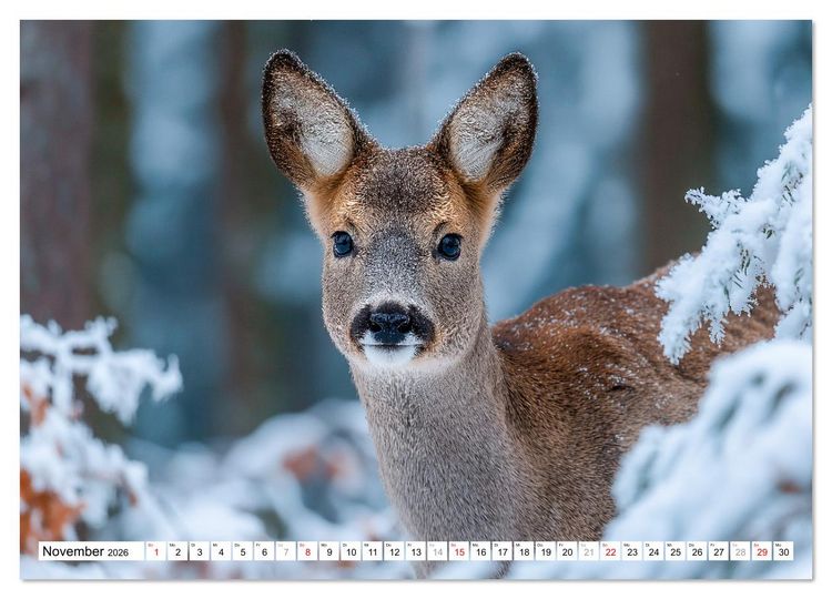 Produktbild: HIRSCHE UND REHE - Ein Jahr in freier Wildbahn (Wandkalender 2026 DIN A4 quer), CALVENDO Monatskalender