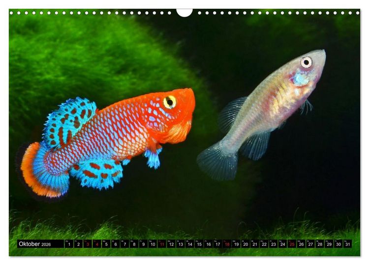 Produktbild: Killifische &ndash; Bunte Fische Afrikas (Wandkalender 2026 DIN A3 quer), CALVENDO Monatskalender