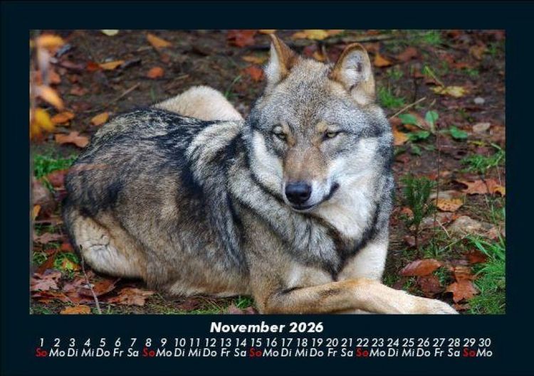 Produktbild: Tiere in der Wildnis 2026 Fotokalender DIN A5