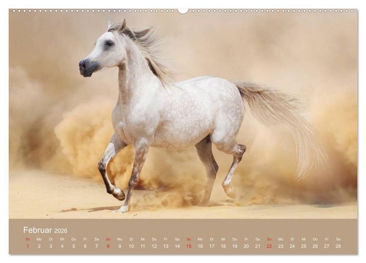 Produktbild: Pferde &bull; Araber im W&uuml;stensand (Wandkalender 2026 DIN A2 quer), CALVENDO Monatskalender