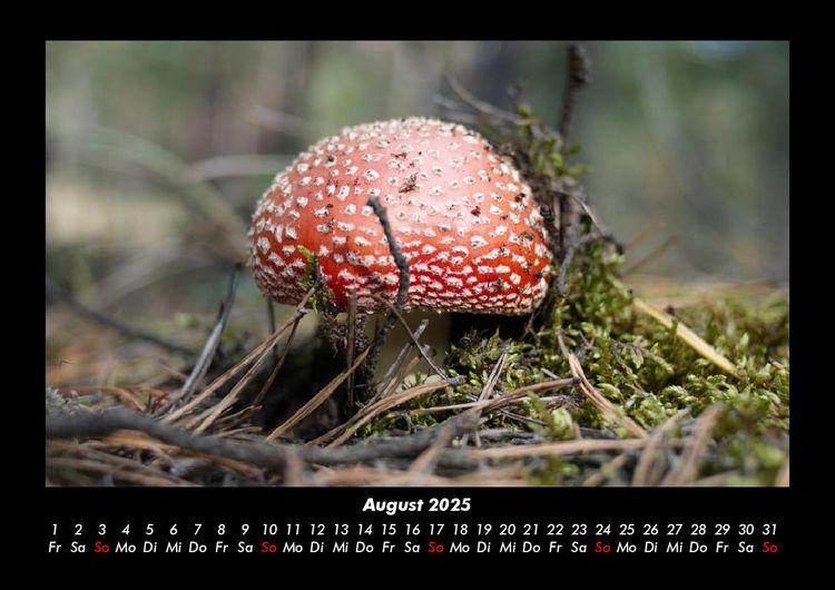 Produktbild: Waldzauber 2025 Fotokalender DIN A3