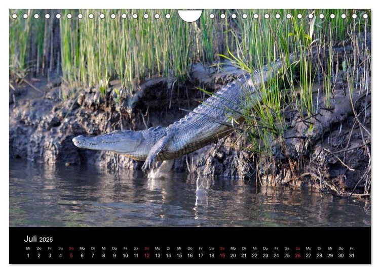 Produktbild: Wildes Australien - Naturparadies 5. Kontinent (Wandkalender 2026 DIN A4 quer), CALVENDO Monatskalender