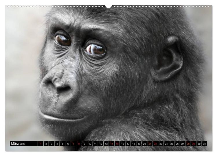 Produktbild: MENSCHEN-AFFEN-KINDER (Wandkalender 2026 DIN A2 quer), CALVENDO Monatskalender