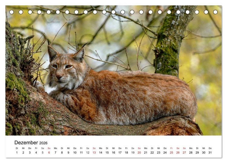 Produktbild: Wilde Tiere unserer Heimat (Tischkalender 2026 DIN A5 quer), CALVENDO Monatskalender