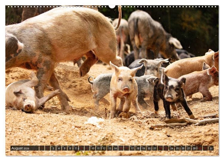 Produktbild: Korsika - s&uuml;&szlig;e, wilde Schweinchen (hochwertiger Premium Wandkalender 2026 DIN A2 quer), Kunstdruck in Hochglanz