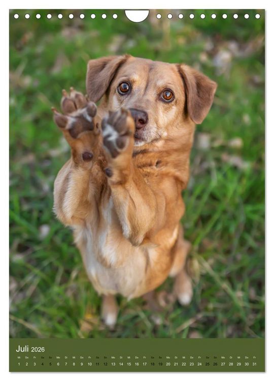 Produktbild: Hundeportraits - Monatskalender (Wandkalender 2026 DIN A4 hoch), CALVENDO Monatskalender