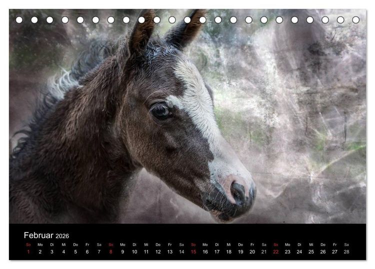 Produktbild: Pferde zum Tr&auml;umen (Tischkalender 2026 DIN A5 quer), CALVENDO Monatskalender