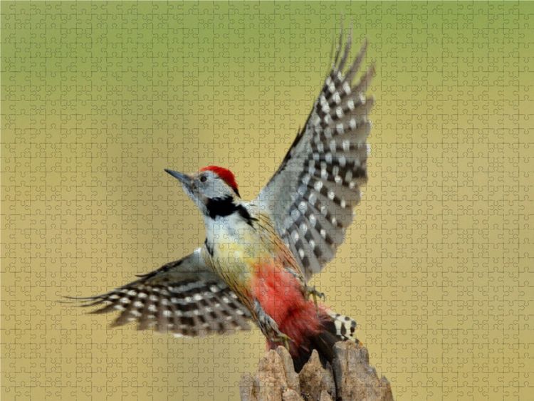 Produktbild: CALVENDO Puzzle Wilde V&ouml;gel vor der Kamera 1000 Teile Lege-Gr&ouml;&szlig;e 640 x 480 cm Foto-Puzzle Bild von Wolfgang Lequen